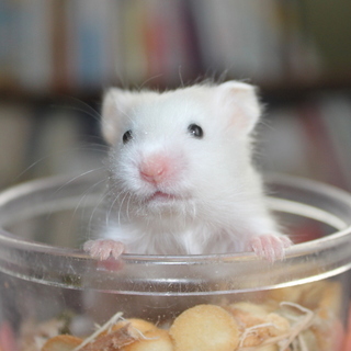 ゴールデンハムスター　長毛　サテン