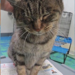 子猫だけ貰われて行きました