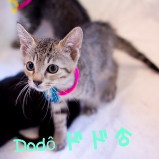 天真爛漫の子猫たち＊おばぁちゃん老健に行っちゃった