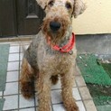 エアデールテリアのあさこちゃん