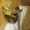 の写真