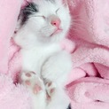 可愛い手のひらサイズの一か月半の子猫、三兄弟