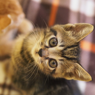 育児放棄されたキジトラくん