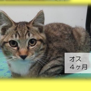 ５か月のお留守出来る子猫ちゃん♪