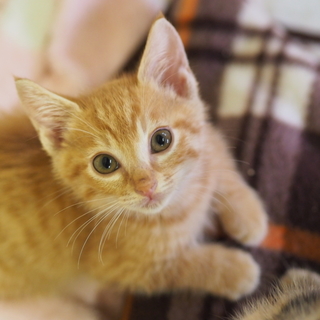 育児放棄された茶トラくん