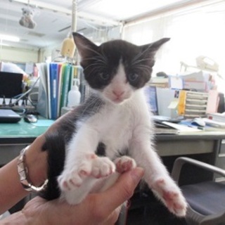 遊んで遊んで〜！元気な姉妹猫ちゃん