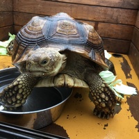 リクガメさん3匹