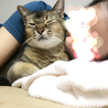 ちゆ猫