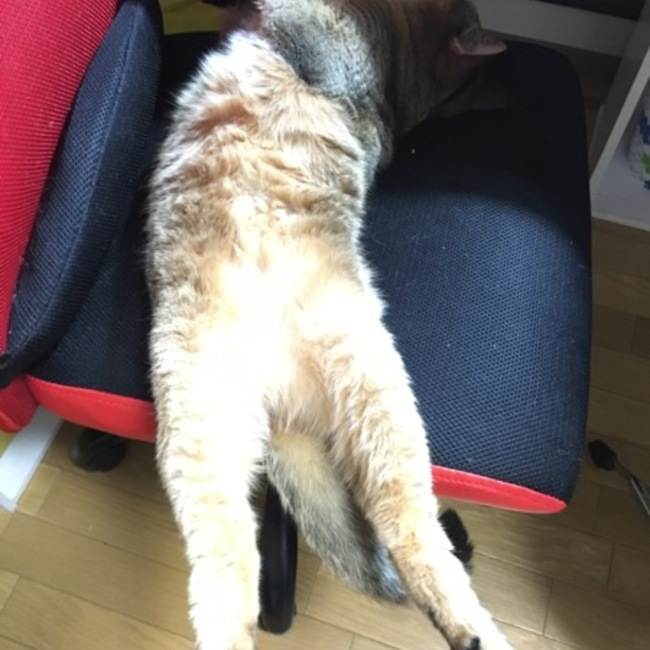 ちゆ猫のカバー写真