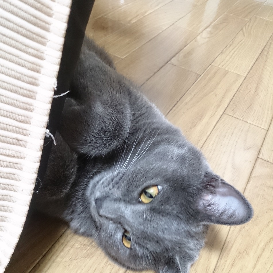 はいのカバー写真
