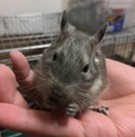 ８月２日生まれブルーデグーの赤ちゃん