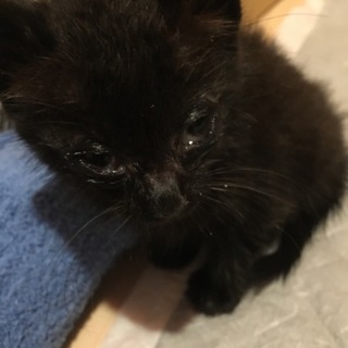 保護した仔猫の里親さんを募集します