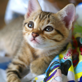 ふわっふわの可愛い子猫たち