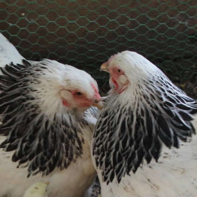 E-Tのカバー写真