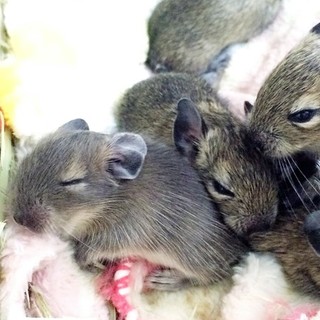 デグーベビー里親様募集 ありがとうございました