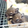 デグーベビー里親様募集 ありがとうございました サムネイル5