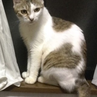 シロちゃん　　穏やかでおとなしい子です