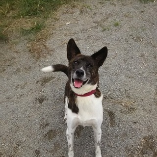 運動神経抜群！ピース君