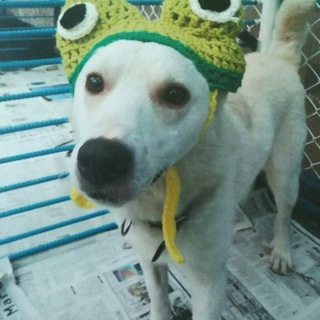 里親決定。首輪の跡があった白くん