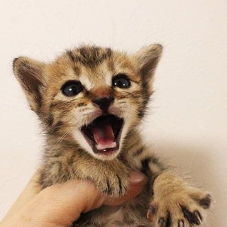 かわいいキジトラちゃん