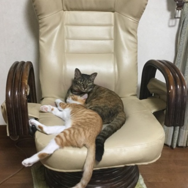 shinsのカバー写真