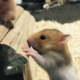 ゴールデンハムスターの赤ちゃん２匹