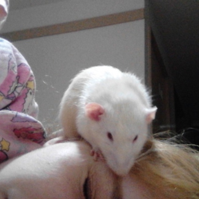 エリーゼのカバー写真