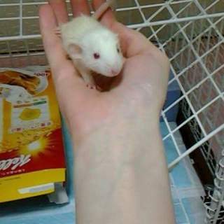 ファンシーラット・ハツカネズミ産まれました