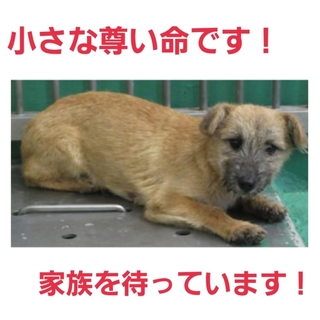 仔犬ちゃん3日時点募集ゼロ!家族になって下さい!!