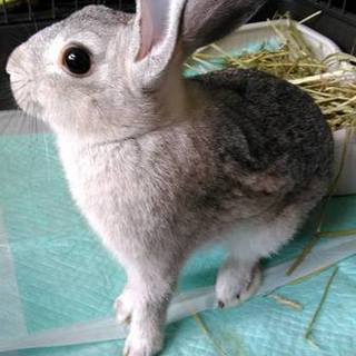 生後７か月、人懐っこいミニウサギです。