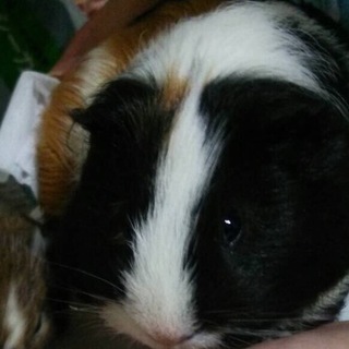 イングリッシュモルモット 里親募集