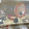 ハムハム
