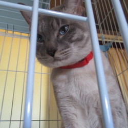 「初めての首輪」サムネイル1