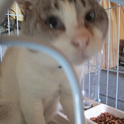 「初めての首輪」サムネイル2