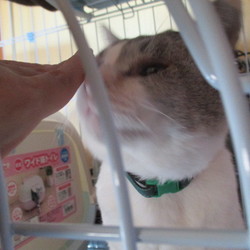 「初めての首輪」サムネイル3