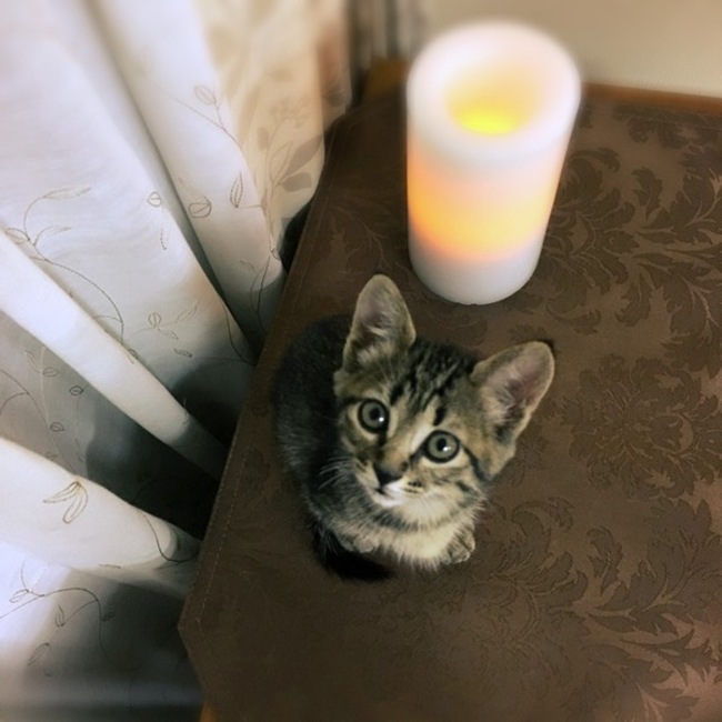 きたやんきたやんのカバー写真