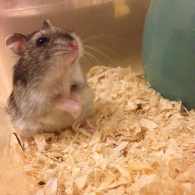 mimiga.のカバー写真