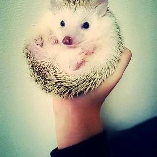 新しい家族が見つかりました♪