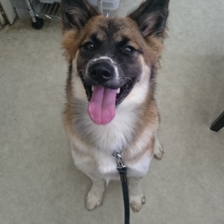 あやめ♀ＭＩＸ