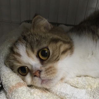 決定☆『にぃ』人にデレデレさん