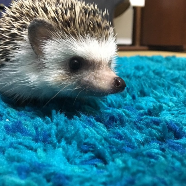 柚彩のカバー写真