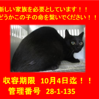 里親決定！！お迎えありがとうございました(^^♪