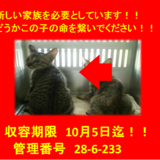 里親決定♪お迎えありがとうございます！