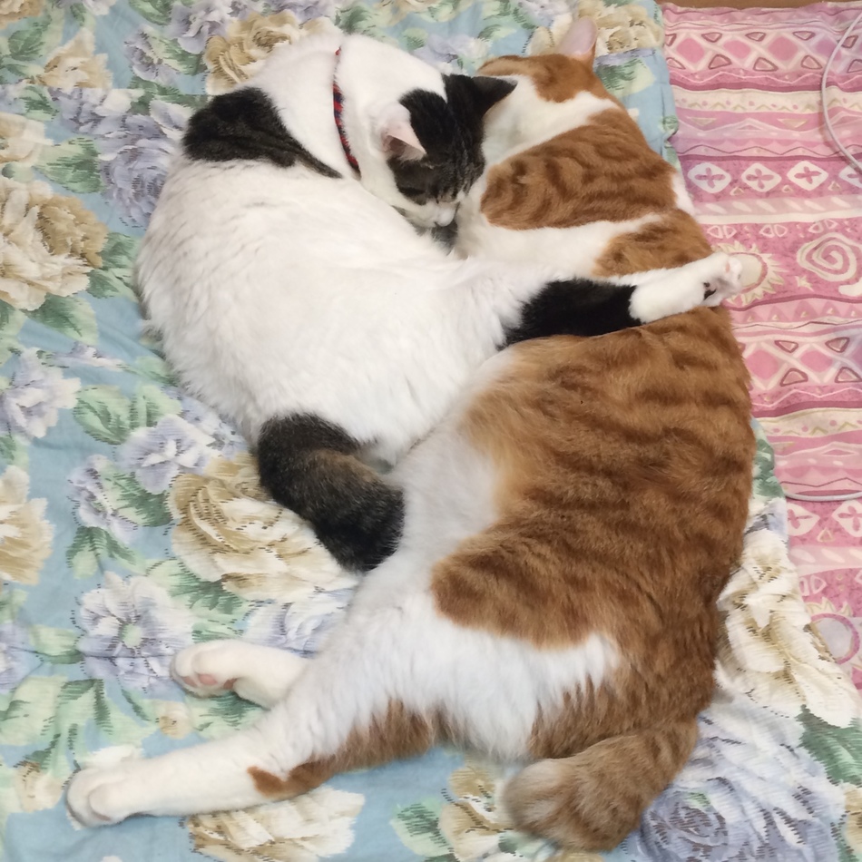 しろのカバー写真