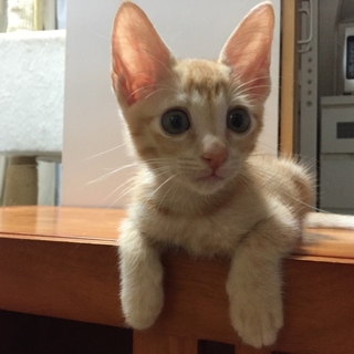 めっちゃカワイイです。　仲良し兄弟ぜひ一緒に！　②