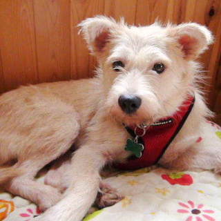 とても慎重な女の子、亜麻色(あまいろ)です。