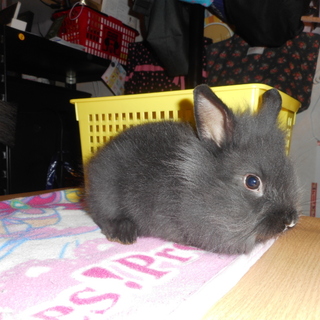 ウサギの赤ちゃん（３羽）