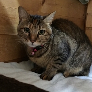 キジトラの可愛い女の子♪