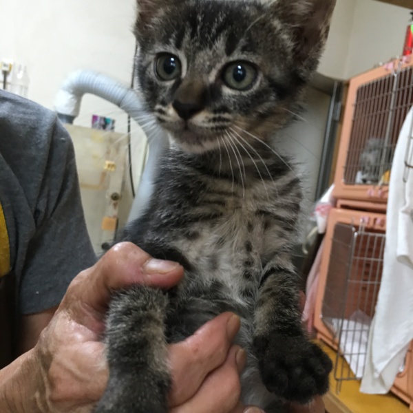里親決定。キジ猫ぶどう君２ヶ月」山口県 - 猫の里親募集(125410 