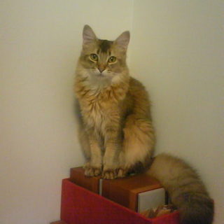 ソマリ（ルディ）8歳の男の子です